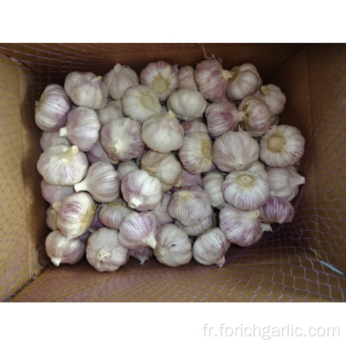 Récolte d&#39;ail blanc normale 2019 de Jinxiang